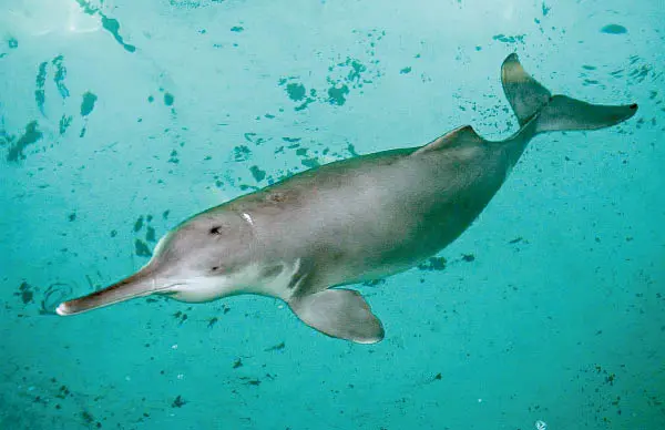 Các loài cá khác như cá heo baiji cũng được tìm thấy ở sông Dương Tử, nhưng số lượng chúng giảm mạnh do áp lực từ hoạt động của con người và xây dựng đập.