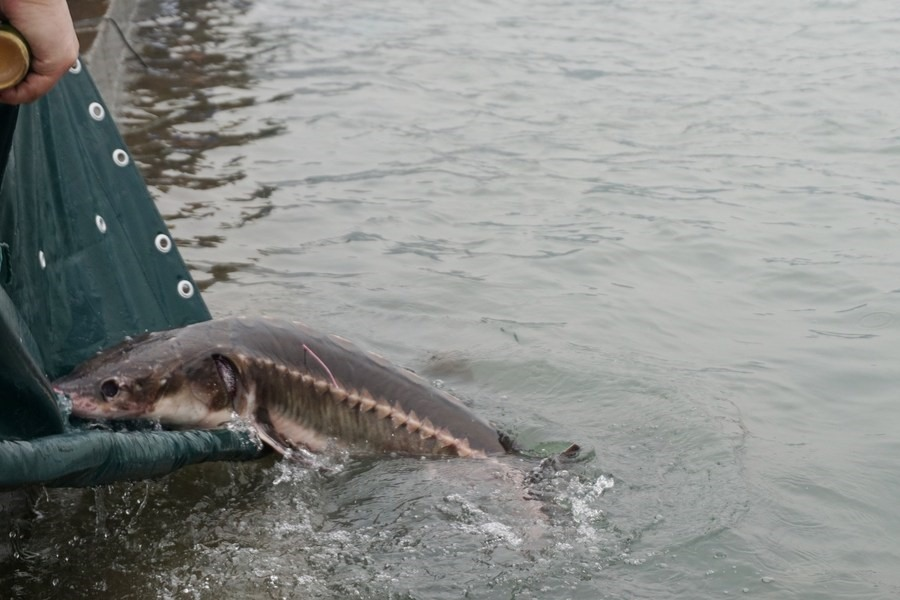 Cá tầm trắng sông Dương Tử từng được coi là "vua của các loài cá nước ngọt ở Trung Quốc" và đã được cấm đánh bắt.