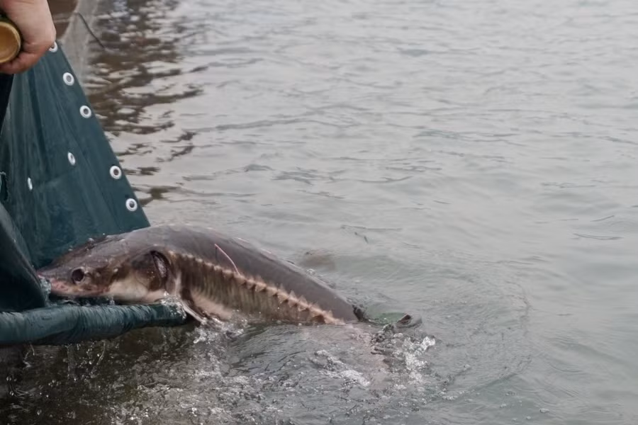 Cá tầm trắng sông Dương Tử từng được coi là "vua của các loài cá nước ngọt ở Trung Quốc" và đã được cấm đánh bắt.