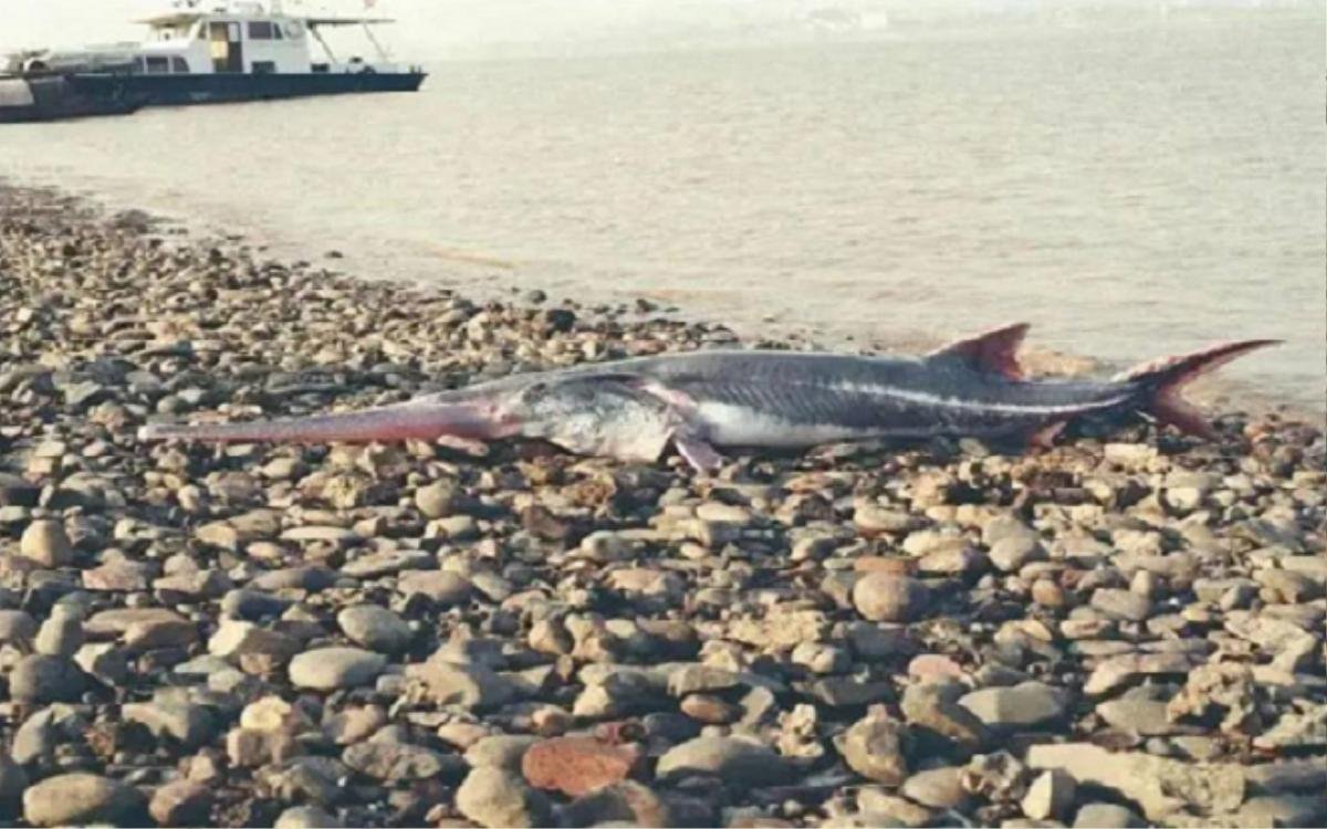 Trong quá khứ, đã có một "quái ngư" cá tầm trắng sông Dương Tử dài tới 8 m và nặng hơn 600 kg, 4 người vác không nổi.