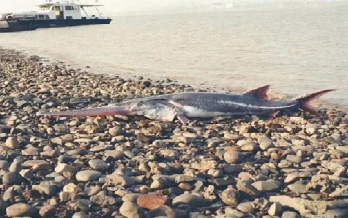 Trong quá khứ, đã có một "quái ngư" cá tầm trắng sông Dương Tử dài tới 8 m và nặng hơn 600 kg, 4 người vác không nổi.