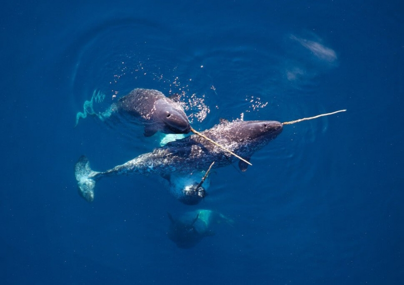 7. Kỳ lân biển (Narwhal): Có ngà thẳng, dài và xoắn ốc, sống ở vùng biển Bắc cực.