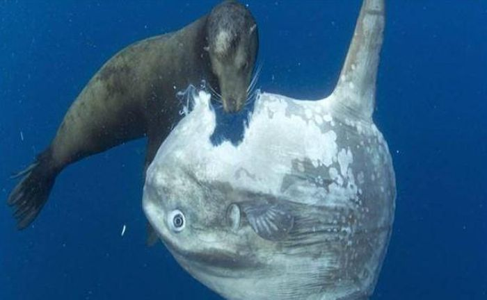 Tính khí của chúng rất kiên định và chậm chạp, không phản ứng khi gặp nguy hiểm. Mặc dù có thể bị ăn thịt, nhưng loài cá lười biếng này không cảm nhận được vì phần lớn cơ thể là một lớp mỡ.