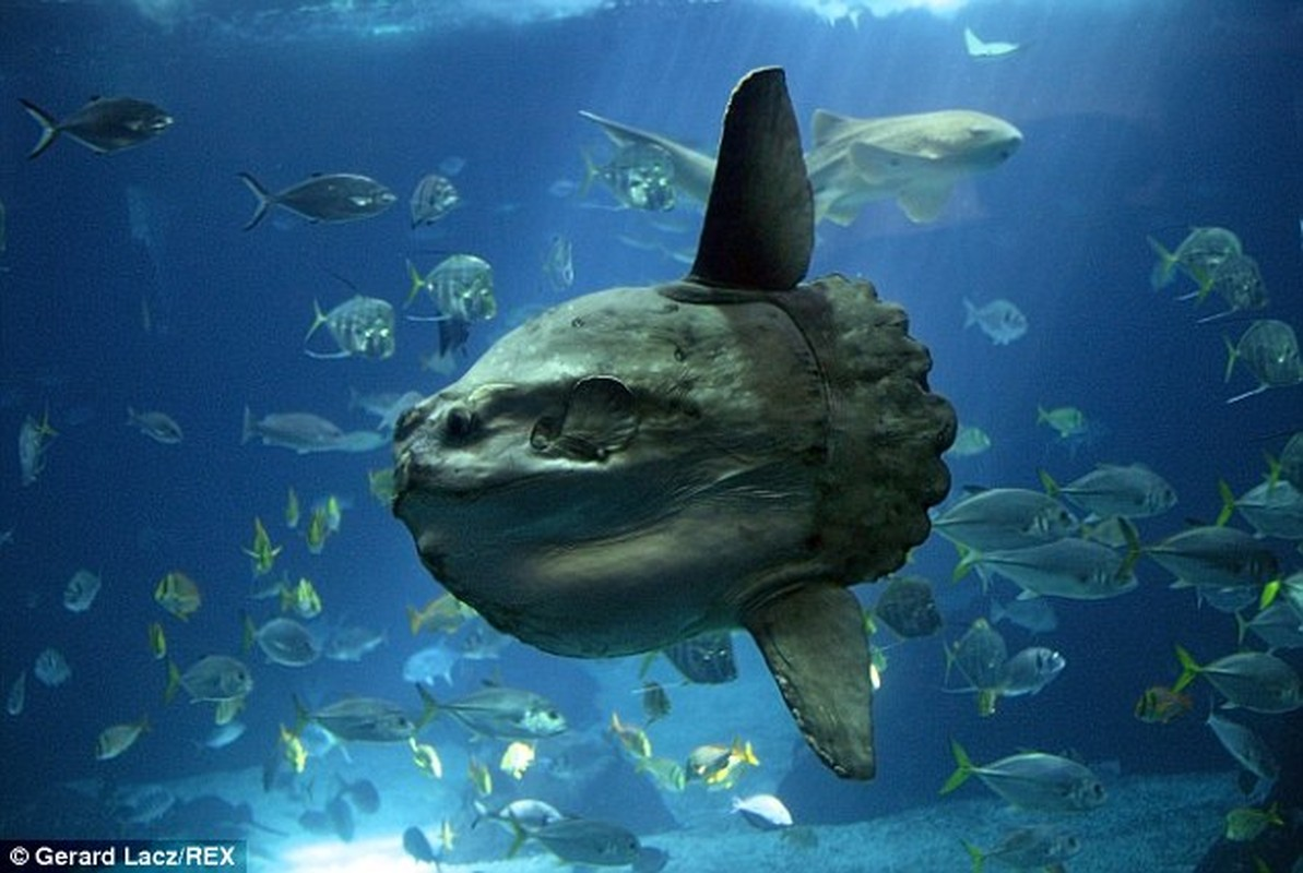 Cá mặt trăng có khả năng sinh sản ấn tượng với khả năng đẻ tới 300 triệu trứng chỉ sau 3 tuần mang thai.