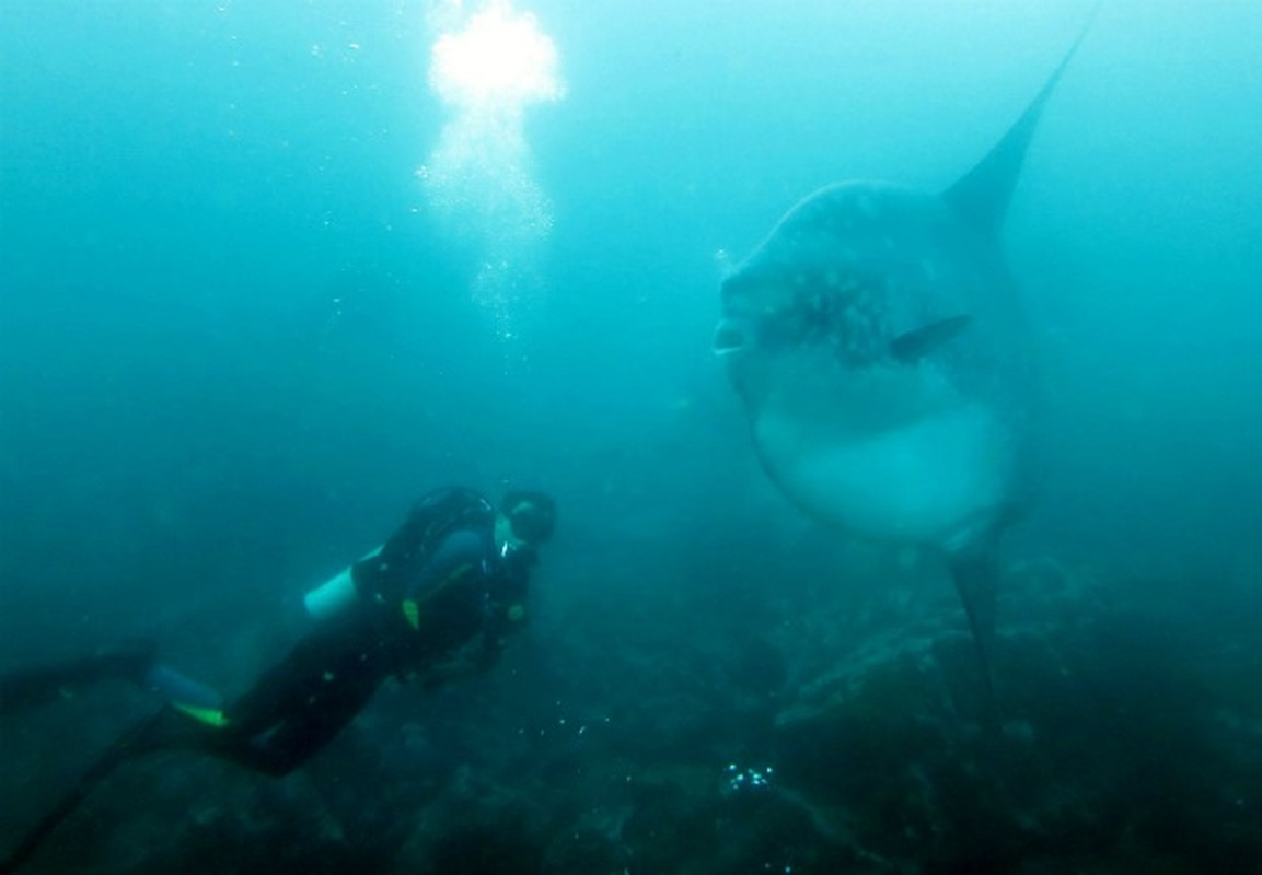 Mặc dù dễ bị ăn thịt, nhưng khả năng sinh sản cao giúp chúng không lo lắng về tuyệt chủng.