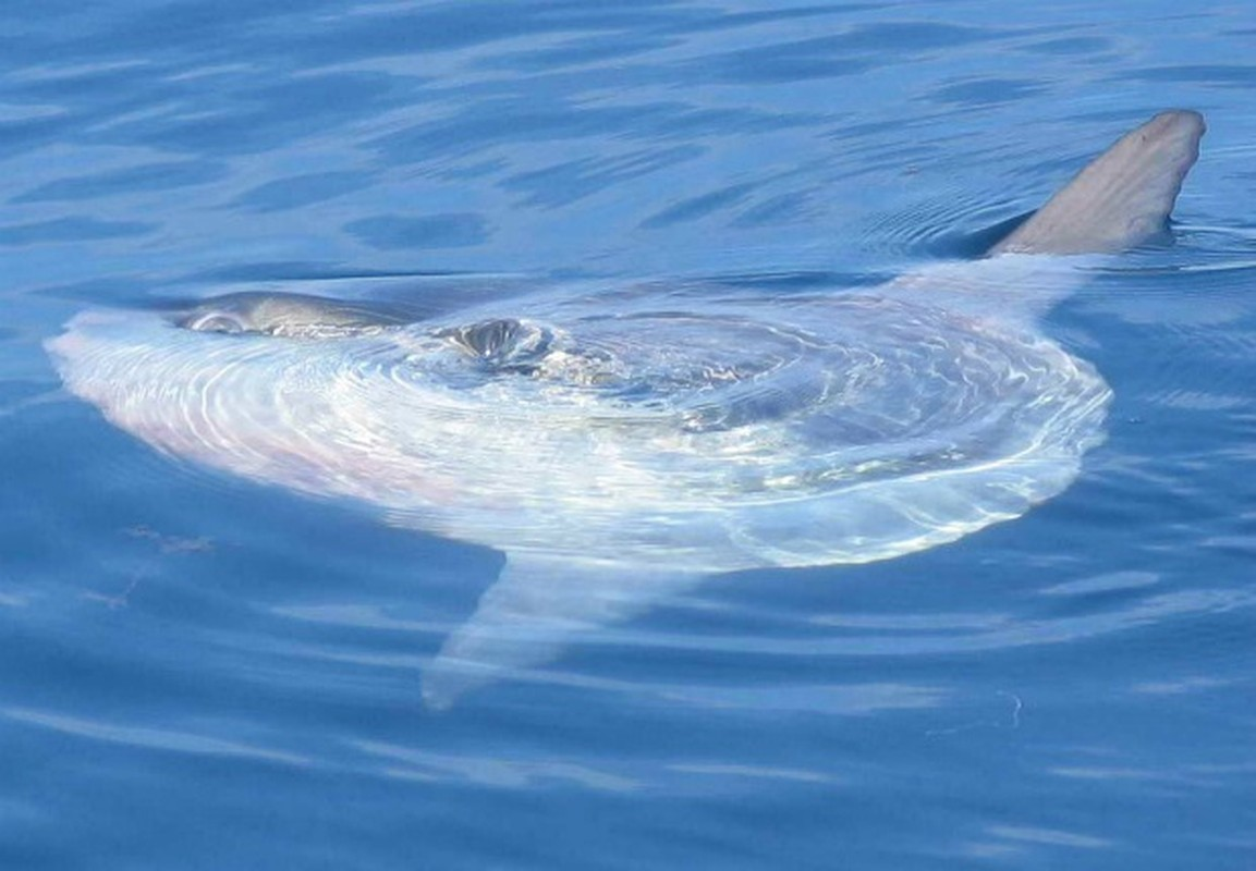 Loài cá này bơi rất khỏe khi nhỏ, nhưng khi lớn chúng trở nên vô cùng lười biếng, thường thả cơ thể trôi theo dòng hải lưu ở khắp các đại dương.