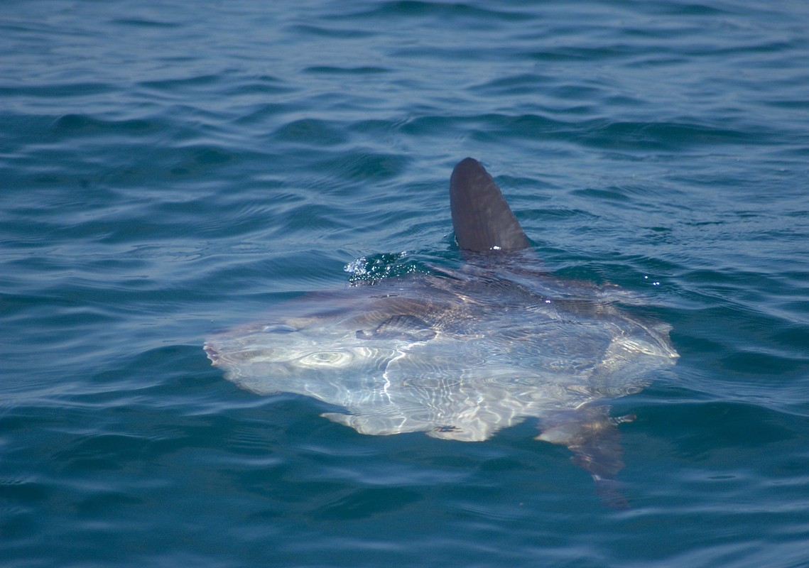 Cá con khi mới nở có kích thước nhỏ, nhưng chỉ sau 5 tháng, chúng có thể nặng lên tới 373kg.