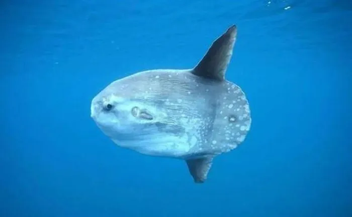 Trung bình, một con cá mặt trăng dài khoảng hơn 3m, nặng gần một tấn. Tuy nhiên, con cá mặt trăng lớn nhất được ghi nhận với trọng lượng lên tới hơn 2.200kg – nghĩa là chúng còn nặng hơn cả một chiếc ô tô.