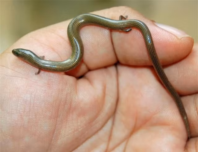 8. Thằn lằn chân ngắn (Lygosoma quadrupes) có những cái chân nhỏ hầu như là vô dụng. Cách di chuyển chủ yếu của chúng là trườn như loài rắn. Loài động vật kỳ dị Trời ban cho Việt Nam này thường được tìm thấy trong các khúc gỗ mục và thức ăn là mối và ấu trùng.