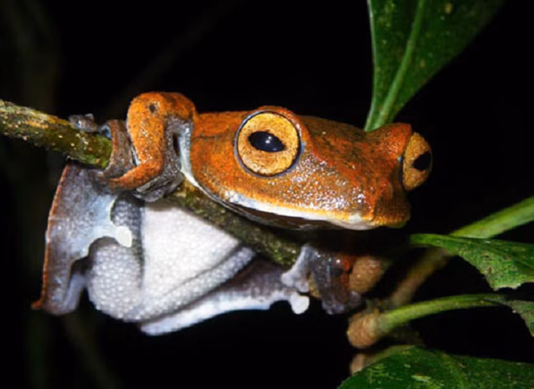 7. Ếch bay ma cà rồng được các nhà khoa học phát hiện trong một số khu rừng Việt Nam, có tên khoa học là Rhacophorus vampyrus. Tên gọi này xuất phát từ đặc điểm của những chiếc răng nanh màu đen lạ của chúng. Loài này dài khoảng 5cm và chỉ sống ở các khu rừng nhiệt đới ở miền Nam Việt Nam.