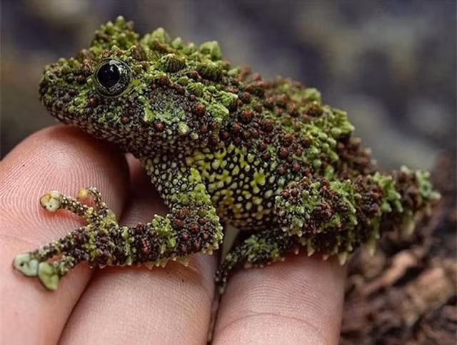 5. Ếch cây sần Bắc Bộ tên khoa học Theloderma corticale. Làn da sần sùi của loài ếch này gây ám ảnh cho những ai mắc hội chứng sợ lỗ. Đây là lớp ngụy trang hoàn hảo của ếch cây sần trước kẻ thù.