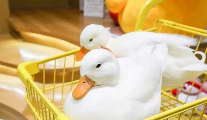 Vịt giống này được biết đến với tên gọi là Call Duck, được nhập khẩu từ Hà Lan và được nuôi làm cảnh ở nhiều nơi trên thế giới.