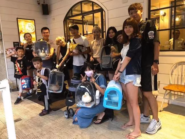 Người nuôi vịt, gà mini thường xây những chuồng nhỏ bằng kính và gỗ trong nhà, trang trí nơi ở của chúng với đèn led và tiểu cảnh sân vườn.