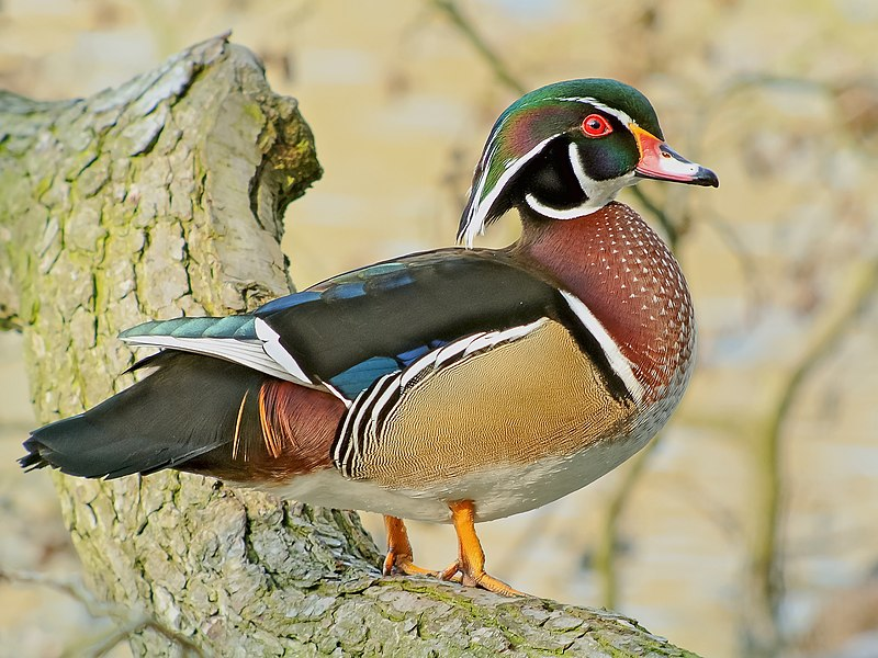 Ngoài vịt mini, các nông trại cũng giới thiệu nhiều loại vịt, gà cỡ nhỏ khác với đặc điểm và hình dáng đa dạng. Có loại vịt Wood Duck với bộ lông sặc sỡ và gà Rutin được mệnh danh là gà nhỏ nhất thế giới.