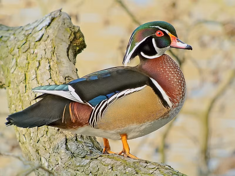 Ngoài vịt mini, các nông trại cũng giới thiệu nhiều loại vịt, gà cỡ nhỏ khác với đặc điểm và hình dáng đa dạng. Có loại vịt Wood Duck với bộ lông sặc sỡ và gà Rutin được mệnh danh là gà nhỏ nhất thế giới.