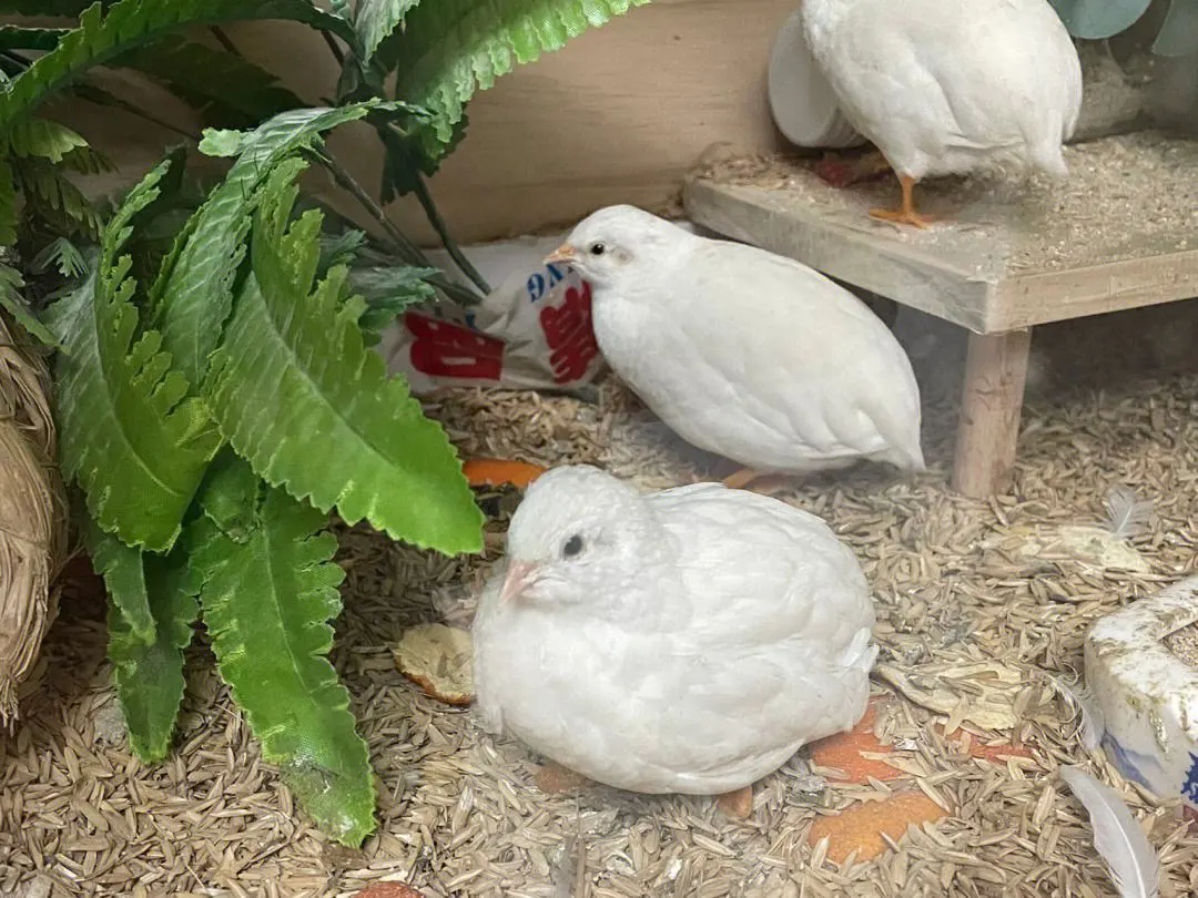 Hiện nay, trên mạng xã hội xuất hiện nhiều clip giới thiệu về các con gà và vịt mini với hình dáng đáng yêu, thu hút sự chú ý của nhiều người. Nguồn cung chủ yếu đến từ các nông trại chuyên cung cấp giống vật nuôi, thủy cầm, thú cưng trong nước.