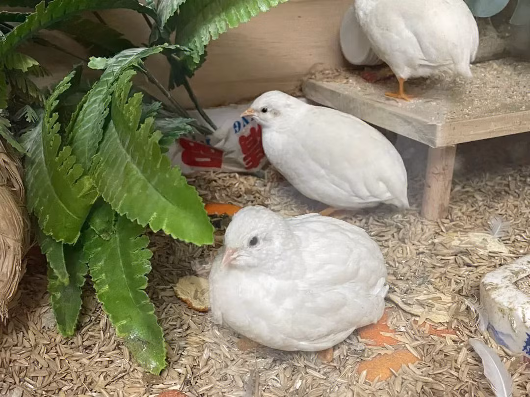 Hiện nay, trên mạng xã hội xuất hiện nhiều clip giới thiệu về các con gà và vịt mini với hình dáng đáng yêu, thu hút sự chú ý của nhiều người. Nguồn cung chủ yếu đến từ các nông trại chuyên cung cấp giống vật nuôi, thủy cầm, thú cưng trong nước.