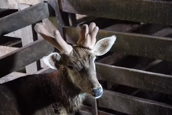 Con hươu 3 sừng này không chỉ có giá trị kinh tế cao mà còn được công nhận là "Đạt tiêu chuẩn đực giống" bởi Trung tâm Khuyến nông Hà Tĩnh.