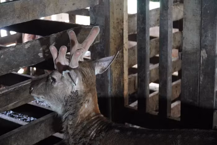 Nhiều người đã hỏi mua con hươu này với giá lên đến 100 triệu đồng, nhưng ông Sơn quyết định giữ lại để nuôi làm giống.