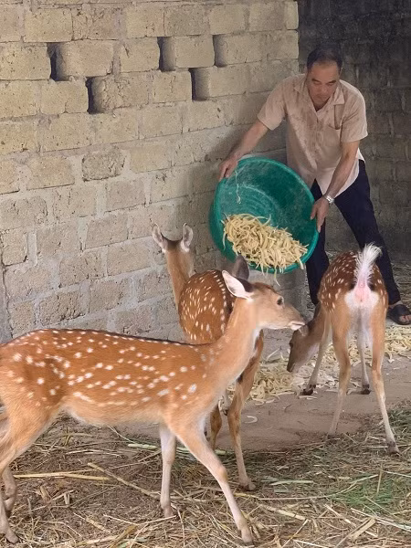 Nhung hươu Hương Sơn nổi tiếng với chất lượng nhung vượt trội và được nhiều người tiêu dùng ưa chuộng.