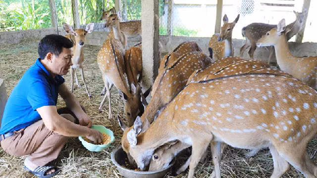Chất lượng nhung hươu phụ thuộc vào giống hươu, khí hậu, thổ nhưỡng, điều kiện chăm sóc... Đây là một trong tứ đại danh dược bổ dưỡng, được nhiều người lựa chọn để bồi bổ sức khỏe và chữa bệnh.