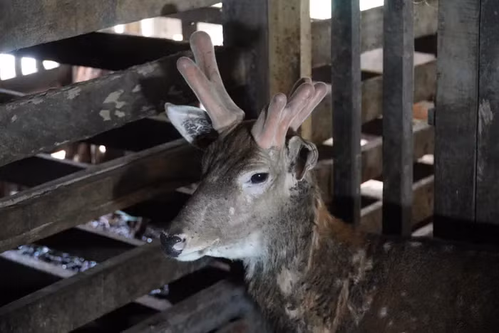 Gia đình ông Sơn thu hoạch nhung từ con hươu này 2 lần mỗi năm, trọng lượng mỗi lần lấy khoảng 1,5-1,6 kg, mang lại thu nhập 30-40 triệu đồng/năm.