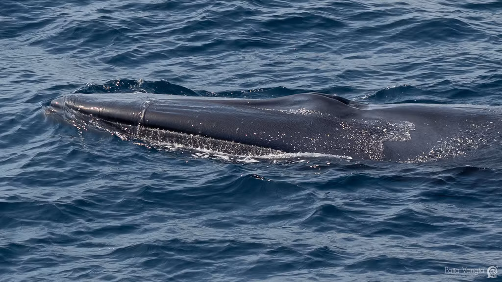 Các nhà khoa học này xác nhận sự hiện diện của loài này thông qua phân tích hình thái học và mitochondrial DNA của 9 cá thể bao gồm 8 cá thể bắt được bởi một tàu nghiên cứu của Nhật vào thập niên 1970 trong vùng biển Ấn Độ Dương-Thái Bình Dương và một tiêu bản được thu thập năm 1998 ở đảo Tsunoshima thuộc biển Nhật Bản.