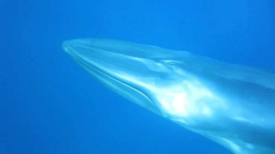 Từ các bằng chứng về gene phong phú đã xác nhận cá voi Omura là một loài riêng biệt và cho thấy nó là một nhóm tách ra từ rất sớm của họ Balaenoptiidae, sớm hơn cả cá voi Bryde và Sei. Nó có lẽ có quan hệ gần gũi hơn với nhóm họ hàng lớn hơn là cá voi xanh.