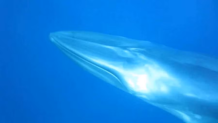 Từ các bằng chứng về gene phong phú đã xác nhận cá voi Omura là một loài riêng biệt và cho thấy nó là một nhóm tách ra từ rất sớm của họ Balaenoptiidae, sớm hơn cả cá voi Bryde và Sei. Nó có lẽ có quan hệ gần gũi hơn với nhóm họ hàng lớn hơn là cá voi xanh.