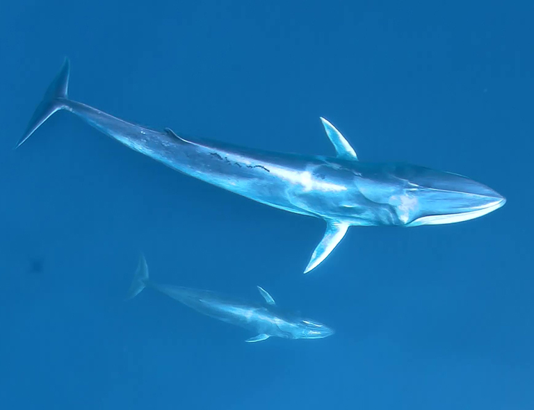 Loài này được 3 nhà khoa học Nhật Bản gồm Shiro Wada, Masayuki Oishi và Tadasu K. Yamada mô tả khoa học năm 2003, trong một ấn phẩm của tạp chí Nature (426, 278–281).