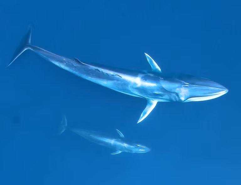 Loài này được 3 nhà khoa học Nhật Bản gồm Shiro Wada, Masayuki Oishi và Tadasu K. Yamada mô tả khoa học năm 2003, trong một ấn phẩm của tạp chí Nature (426, 278–281).