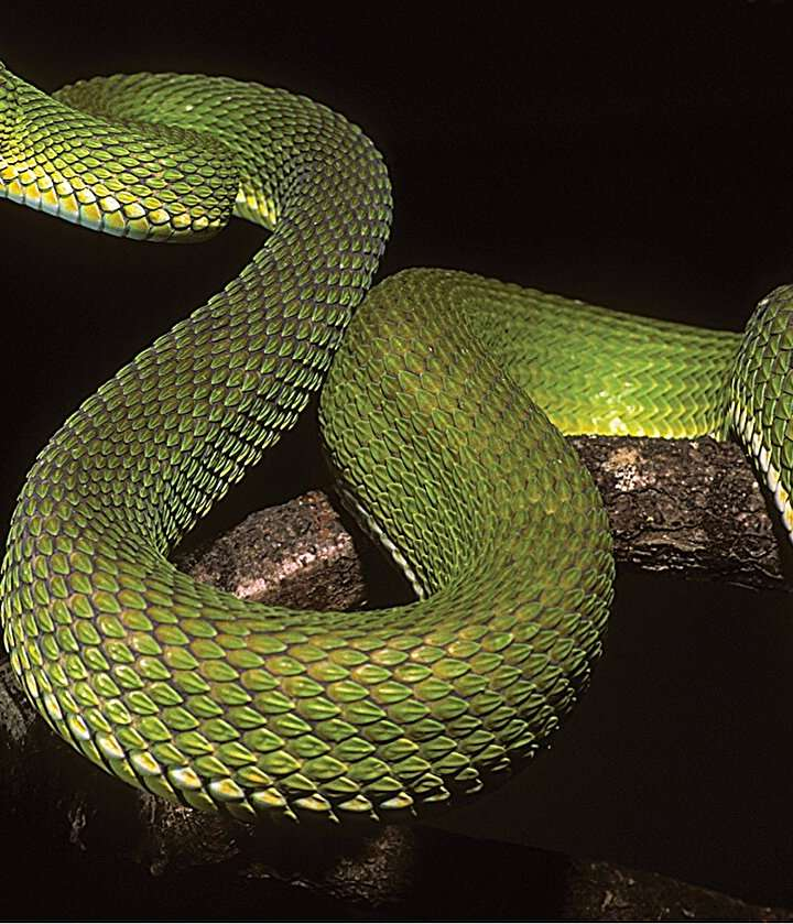 Nghiên cứu cho thấy loài rắn lục Ayeyarwady có sự khác biệt di truyền và có thể đã trao đổi gene với các loài rắn lục khác trong quá khứ.