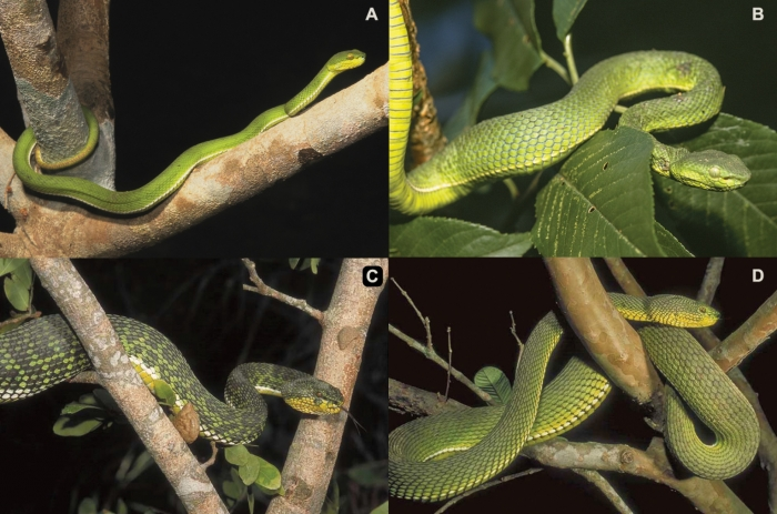 Chúng thuộc chi Trimeresurus, một nhóm các loài rắn lục châu Á khó phân biệt do có nhiều biến thể hình thái.