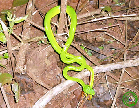 Ở Sierra Leone loài rắn này sinh sôi nhiều đến mức có thể bao vây và tấn công cả trụ sở cảnh sát.