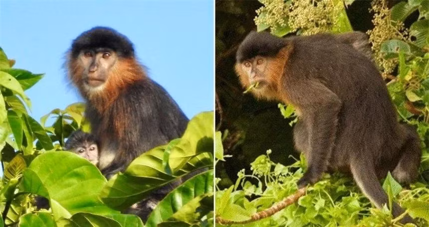 Các nhà khoa học nghi ngờ rằng một hệ sinh thái bị thu hẹp do sự phát triển của con người đang thay đổi cách hai loài khỉ tương tác với nhau, khiến chúng phải cạnh tranh để giành bạn tình và lãnh thổ.