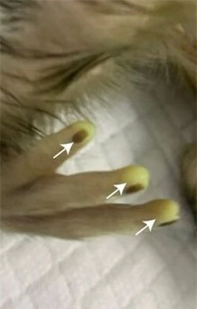 Đây có thể là loài khỉ có cấu trúc gene hỗn hợp phức tạp nhất từ trước đến nay, được tạo ra từ 2 dòng tế bào gốc khác nhau.