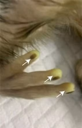 Đây có thể là loài khỉ có cấu trúc gene hỗn hợp phức tạp nhất từ trước đến nay, được tạo ra từ 2 dòng tế bào gốc khác nhau.