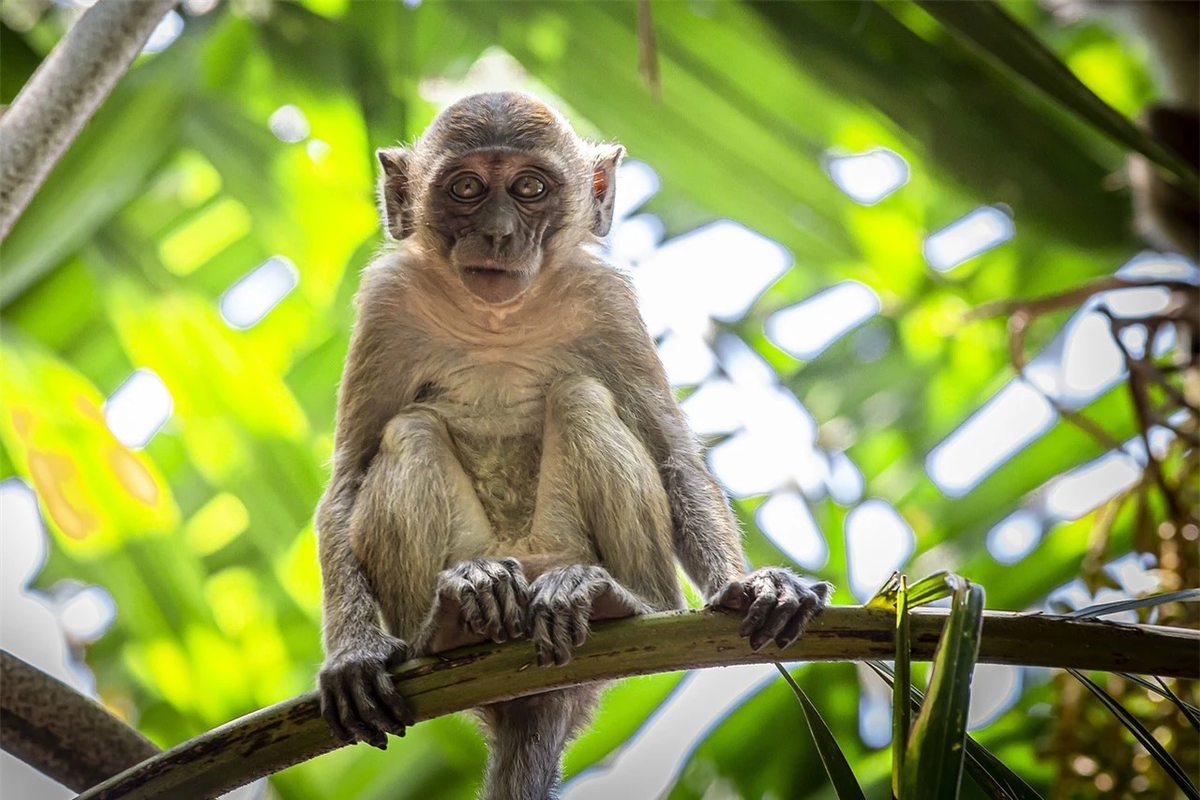 Tuy nhiên, vấn đề về sức khỏe vẫn là một thách thức do những con khỉ sinh ra theo cách này thường có hệ thống miễn dịch yếu và chỉ sống được ít ngày trong các thí nghiệm trước đó.