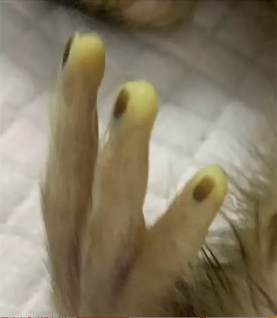 Sức khỏe của chú khỉ đặc biệt này được theo dõi cẩn thận, với hy vọng nghiên cứu này sẽ giúp hiểu rõ hơn về giai đoạn đầu của quá trình biệt hóa tế bào gốc ở loài linh trưởng.