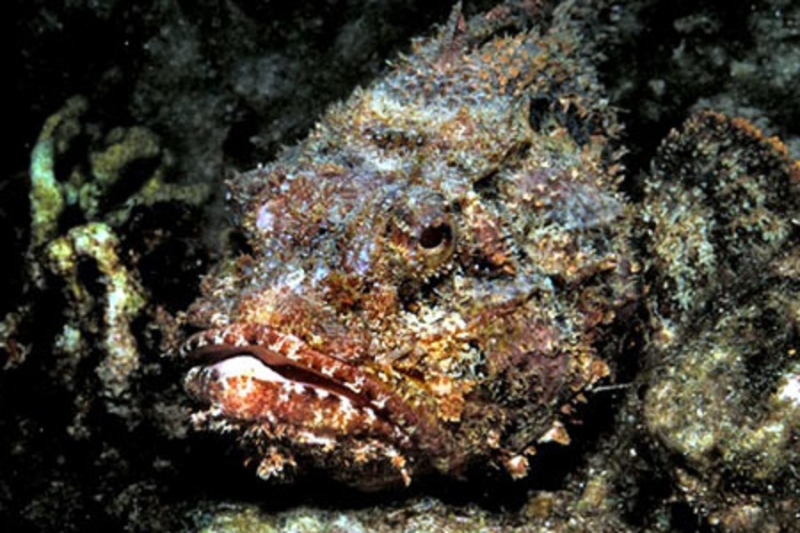 6. Cá đá: Có khả năng tiết chất độc khiến nạn nhân cảm giác đau đớn khủng khiếp và có thể dẫn đến tử vong. Sống ở vùng biển sâu Thái Bình Dương, Ấn Độ Dương và biển Hồng Hải.