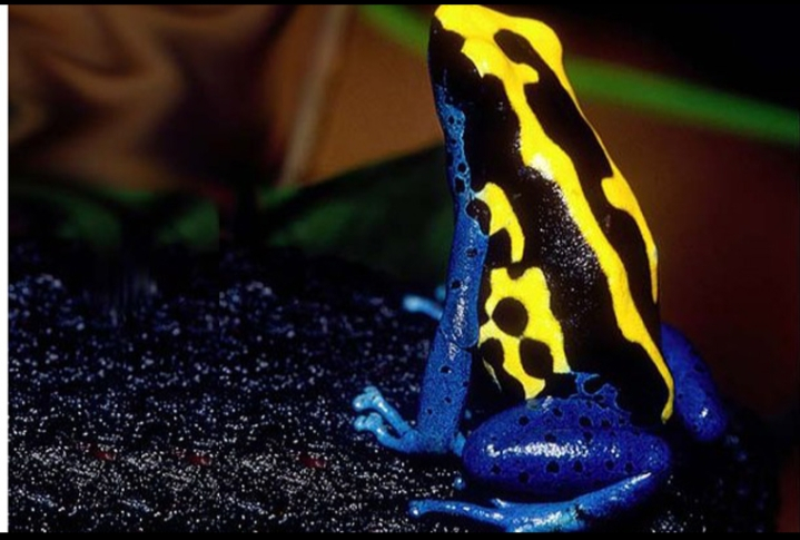 4. Ếch phi tiêu: Có thể tiết nọc độc giết 10 người hoặc thậm chí cả voi. Ếch phi tiêu sống ở vùng Trung - Nam Mỹ và có màu sắc độc đáo để cảnh báo kẻ săn mồi về nguy hiểm.