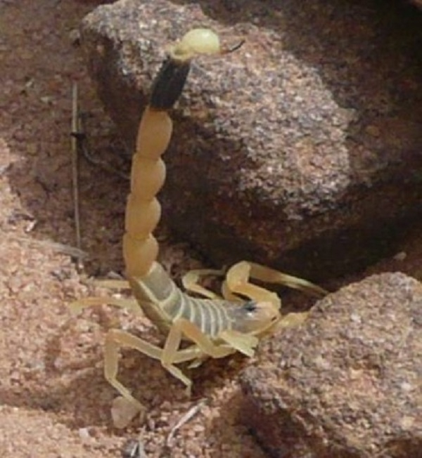 7. Bọ cạp Stalker (Death Stalker): Có nọc độc mạnh, bọ cạp này sống ở Bắc Phi và Trung Đông. Nọc của chúng có thể gây chết người, nhưng hiện nay có phương pháp điều trị cho nạn nhân.