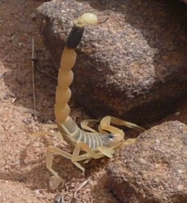 7. Bọ cạp Stalker (Death Stalker): Có nọc độc mạnh, bọ cạp này sống ở Bắc Phi và Trung Đông. Nọc của chúng có thể gây chết người, nhưng hiện nay có phương pháp điều trị cho nạn nhân.