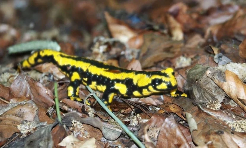 Một ngày, cha của Harrison, Jack, theo dõi con trai và phát hiện ra cậu bé nhìn chăm chú vào mặt nước sông. Khi cha xuất hiện, cậu bé chỉ cho Jack thấy một con kỳ nhông dưới nước, phát ra ánh sáng lấp lánh. Jack báo cáo vụ việc, và một tiến sĩ sinh vật học xác nhận, con kỳ nhông không phải là loài địa phương và đã được mang đến bởi người nghiên cứu.