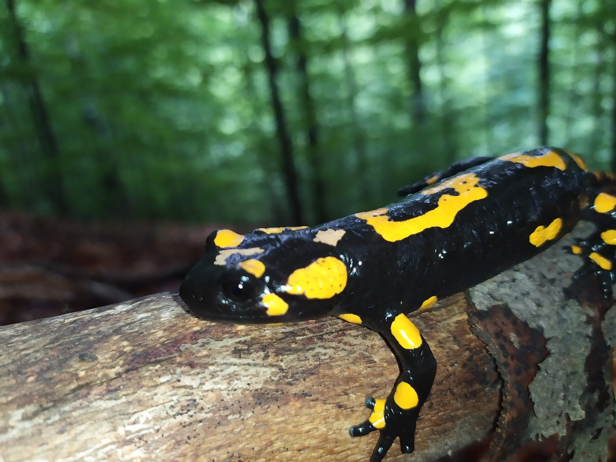 Kỳ nhông lửa có thể có tuổi thọ rất dài. Một cá thể kỳ nhông được ghi nhận là đã sống trong hơn 50 năm ở Bảo tàng Koenig, một bảo tàng lịch sử tự nhiên Đức.