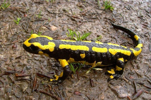 Các con kỳ nhông đã được di dời đến một môi trường sống an toàn sau khi được phát hiện có thể gây hại cho hệ sinh thái địa phương với enzyme độc hại của chúng. Con kỳ nhông mà cậu bé đã thấy khá giống với mô tả của kỳ nhông lửa.