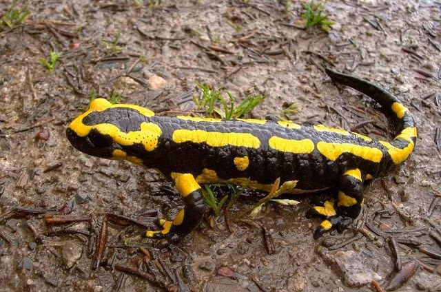 Các con kỳ nhông đã được di dời đến một môi trường sống an toàn sau khi được phát hiện có thể gây hại cho hệ sinh thái địa phương với enzyme độc hại của chúng. Con kỳ nhông mà cậu bé đã thấy khá giống với mô tả của kỳ nhông lửa.