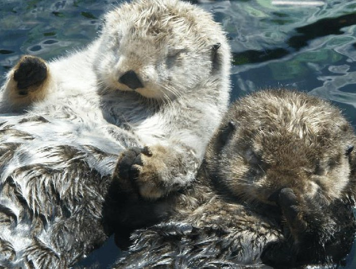 Loài động vật có thói quen ngủ lạ thường này ăn chủ yếu là cá, nhưng cũng săn mồi nhỏ khác như ếch nhái, tôm, cua.