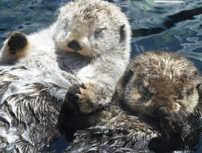 Loài động vật có thói quen ngủ lạ thường này ăn chủ yếu là cá, nhưng cũng săn mồi nhỏ khác như ếch nhái, tôm, cua.