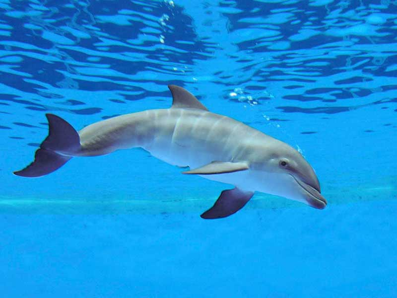 Nửa bán cầu não hoạt động giúp cá heo ngoi lên mặt nước để thở và phát hiện nguy hiểm. Cơ chế "Unihemispheric sleep" cho phép cá heo giữ cảnh giác mà không cần ngủ và khuyến khích sự phát triển của não.